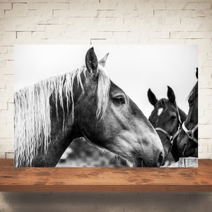 Horse Photograph Fine Art Print Black White Photography Equine Wall Art Wall Decor Pictures Horses Farmhouse Decor Modern image 4