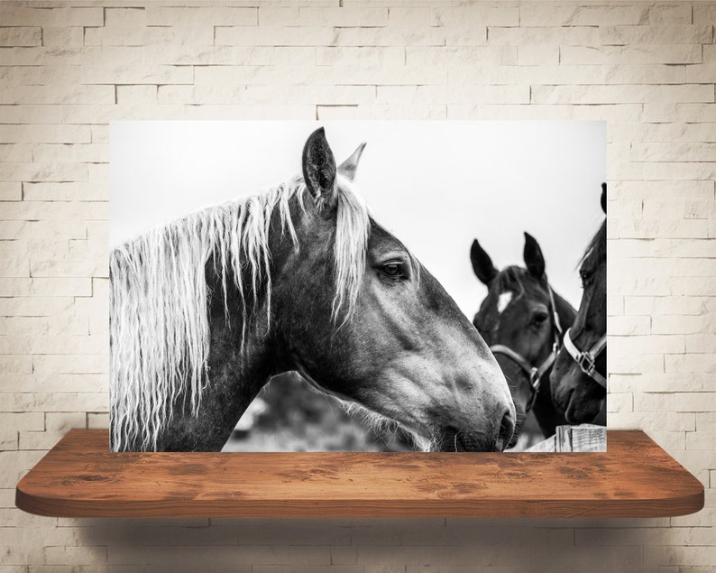 Horse Photograph Fine Art Print Black White Photography Equine Wall Art Wall Decor Pictures Horses Farmhouse Decor Modern image 4