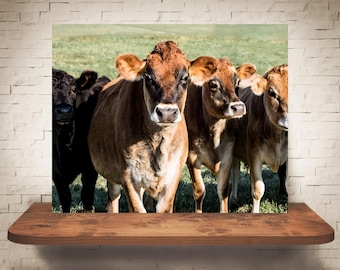 Fotografía de vaca de Jersey - Impresión de bellas artes - Fotografía en color - Arte de pared de granja - Decoración de pared - Imágenes de vacas - Decoración de granja - Rústico