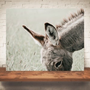Donkey Ears Photograph - Color Photo - Fine Art Print - Wall Art - Farmhouse Decor - Animal Pictures - Rustic Decor - Country - Donkeys
