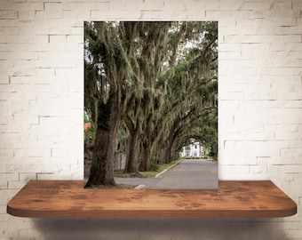Fotografía de un roble cubierto de musgo - Impresión de bellas artes - Fotografía en color - Arte de pared - Decoración de pared - Imágenes de árboles - Fotografías del sur - Naturaleza