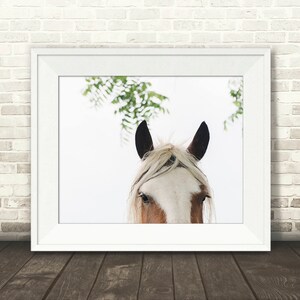 May include: A white and brown horse with a black mane and tail looks directly at the camera. The horse's head and neck are visible in the image. The background is a blurry white with green leaves.