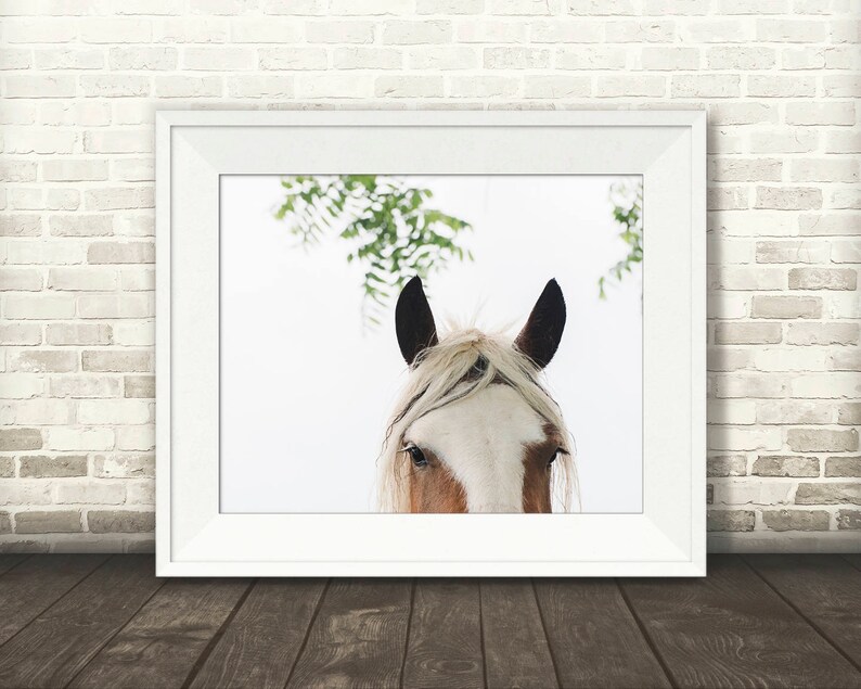 May include: A white and brown horse with a black mane and tail looks directly at the camera. The horse's head and neck are visible in the image. The background is a blurry white with green leaves.