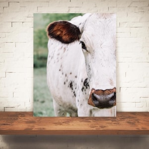 Cow Photograph - Fine Art Print - Color Photography - Farm Wall Art - Wall Decor - Pictures Cows - Farmhouse Decor - Rustic