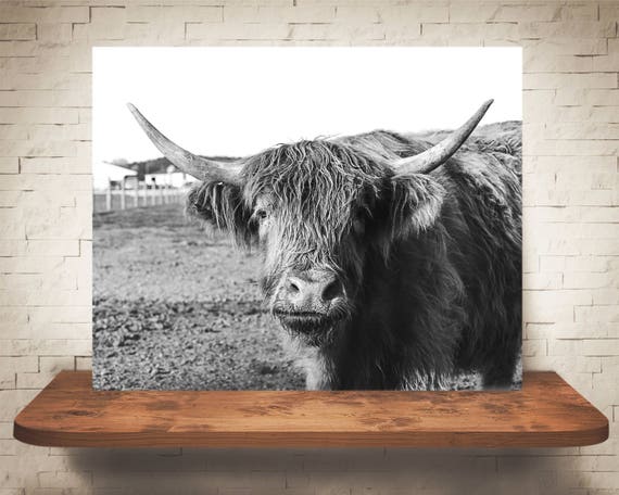 Scottish Highland Cattle Photograph - Fine Art Print - Black White Photography - Wall Art Decor - Farmhouse Decor - Cow Pictures - Cows
