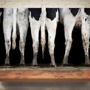 May include: A photograph of the rear ends of three black and white cows. The cows' legs are visible, with their tails hanging down. The background is black, and the cows are standing on a surface.