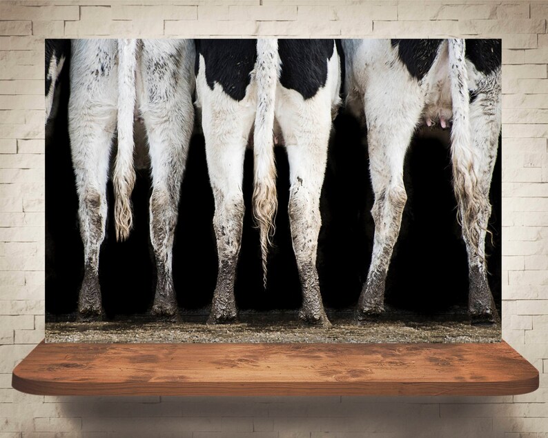 May include: A photograph of the rear ends of three black and white cows. The cows' legs are visible, with their tails hanging down. The background is black, and the cows are standing on a surface.
