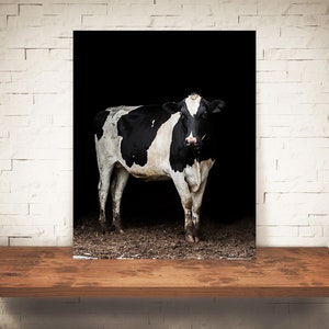 Cow Photograph - Fine Art Print - Color Photography - Wall Art - Home Decor - Wall Decor -  Farm Pictures - Farmhouse Decor - Cows