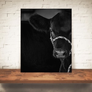 Cow Photograph - Fine Art Print - Black White Photography - Wall Art Decor - Farm Pictures - Farmhouse Decor - Cows - Country