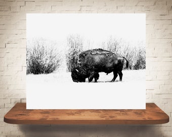 Bison Photograph - Fine Art Print - Black White Photography - Pictures Bison - Farmhouse Decor - Country - Rustic