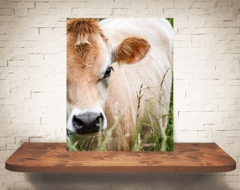 Fotografía de vaca de Jersey - Impresión de bellas artes - Fotografía en color B&W - Arte de la pared de la granja - Decoración de la pared - Imágenes de vacas - Decoración de la granja - Rústico