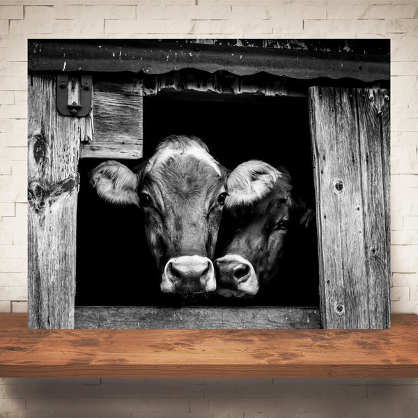 Brown Swiss Cow Photograph - Fine Art Print - Black White Photography - Wall Art Decor -  Farm Pictures - Farmhouse Decor - Cows - Country