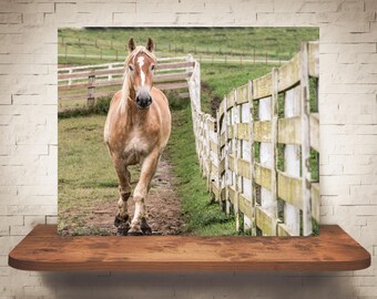 Fotografía de caballos - Impresión de bellas artes - Fotografía en color - Arte de pared equino - Decoración de pared - Imágenes de caballos - Decoración de granjas - Caballos