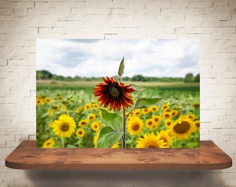 Sunflower Photograph - Nature Photography - Fine Art Print - Sunflowers - Home Wall Decor - Flower Pictures - Floral Decor - Country