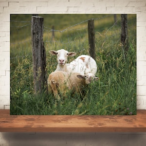Sheep Photograph - Fine Art Print - Color Photo -  Wall Art Decor - Farmhouse Decor - Pictures of Sheep - Rustic Decor - Country - Fence