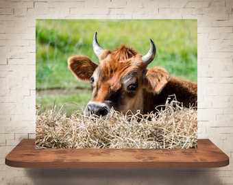 Fotografía de vaca de Jersey - Impresión de bellas artes - Fotografía en color - Arte de pared de granja - Decoración de pared - Imágenes de vacas - Decoración de granja - Rústico