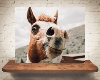 Fotografía de caballos - Impresión de bellas artes - Fotografía en color - Arte de pared equino - Decoración de la pared - Imágenes de caballos - Decoración de la granja - Caballos divertidos
