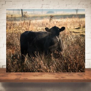 Black Cow Photograph - Fine Art Print - Color Photography - Farm Wall Art - Wall Decor - Pictures Cows - Farmhouse Decor - Rustic