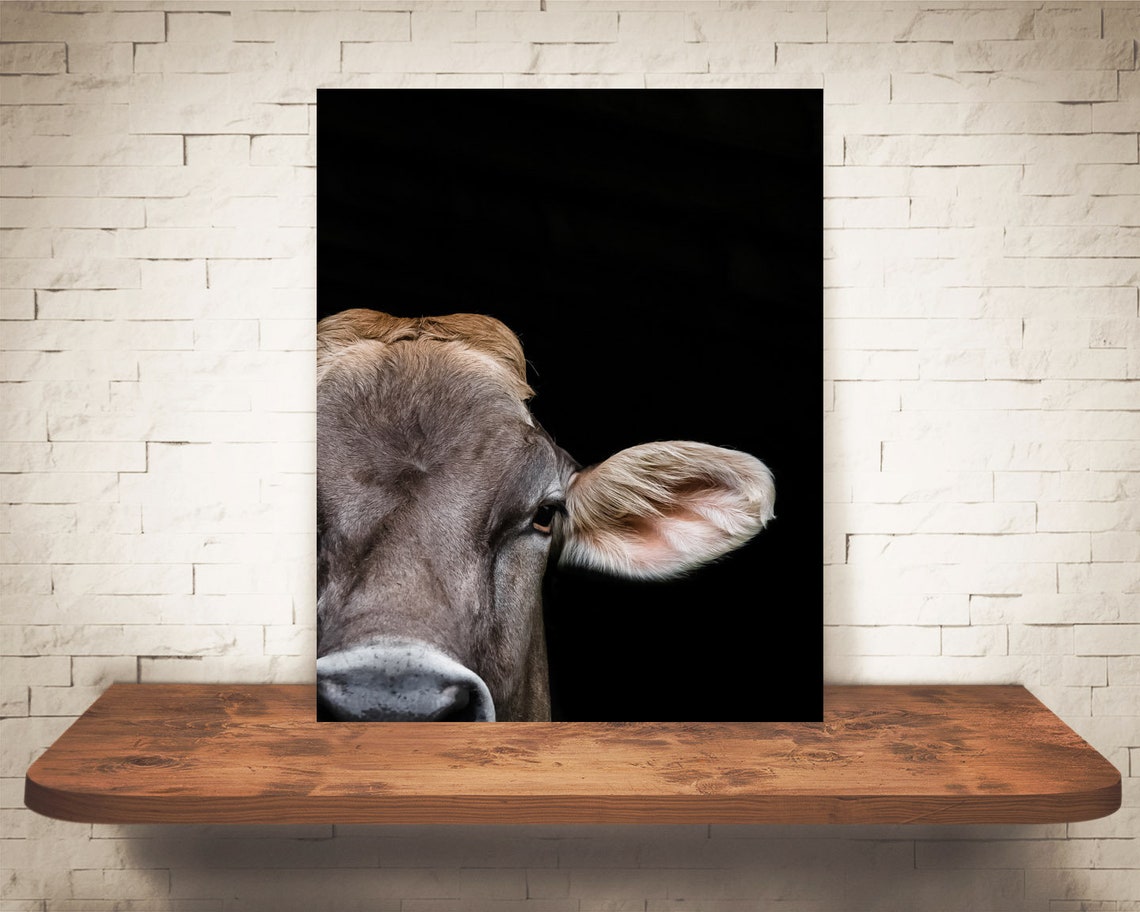 Brown Swiss Cow Photograph Fine Art Print Color | Etsy