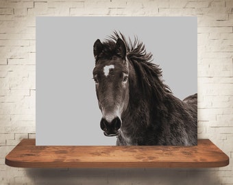 Photo de cheval - Fine Art Print - photographie blanc noire marron - oeuvre murale Art déco - photos - ferme Decor - chevaux - rustique