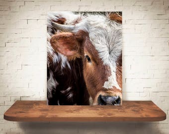 Longhorn Cattle Cow Photograph - Fine Art Print - Color Photo - Wall Art - Rustic Decor - Wall Decor - Pictures of Cows - Farmhouse Decor