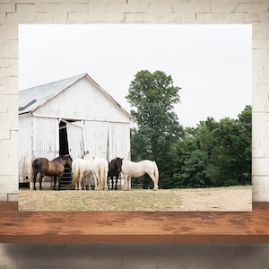 Horse Barn Photograph Fine Art Print Color Photo Wall Art Decor Farmhouse Decor Equine Photography Pictures of Horses image 1