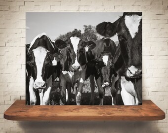 Cow Photograph - Fine Art Print - Black White Photography - Wall Art - Wall Decor -  Farm Pictures - Farmhouse Decor - Cows
