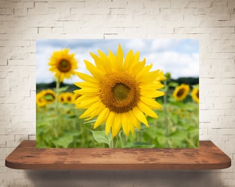 Yellow Sunflower Photograph - Nature Photography - Fine Art Print - Sunflowers - Home Wall Decor - Flower Pictures - Floral Decor - Country