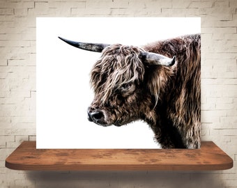 Scottish Highland Cattle Photograph - Fine Art Print - Color Photography - Wall Art Decor - Farmhouse Decor - Cow Pictures - Cows