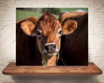 Fotografía de vaca de Jersey - Impresión de bellas artes - Fotografía en color - Arte de pared de granja - Decoración de pared - Imágenes de vacas - Decoración de granja - Rústico