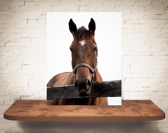 Fotografía de caballos - Impresión de bellas artes - Fotografía en color - Arte de pared equino - Decoración de pared - Imágenes de caballos - Decoración de granjas - Caballos