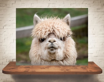 Fotografía de Alpaca - Impresión de Bellas Artes - Fotografía en color - Arte de pared animal - Decoración de pared - Imágenes Alpacas - Decoración de granja