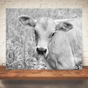 Brown Swiss Cow Calf Photograph - Fine Art Print - Black White Photography - Wall Decor -  Farm Pictures - Farmhouse Decor - Cows - Country
