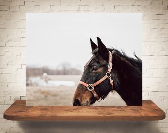 Fotografía de caballos - Impresión de bellas artes - Fotografía en color - Arte de pared equino - Decoración de paredes - Imágenes de caballos - Decoración de granja - Caballos