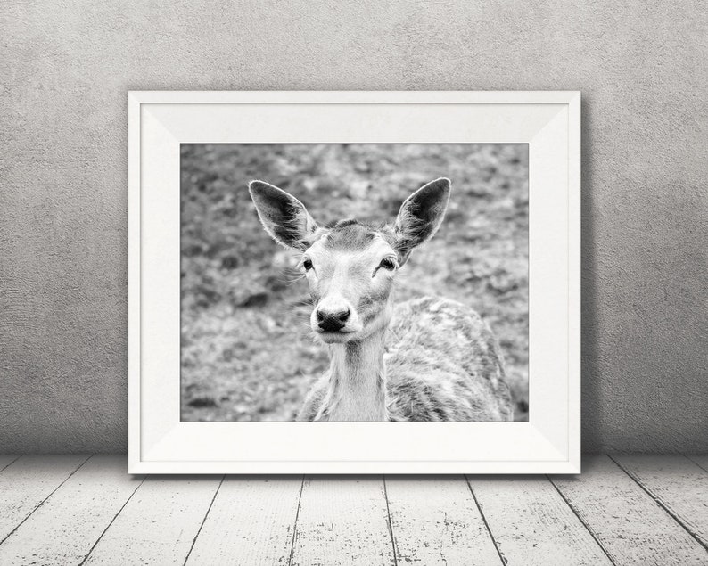 Wall Art Deer Photograph Woodland Animal Pictures Fine Art Print Black White Photo Country Decor Nature Prints
