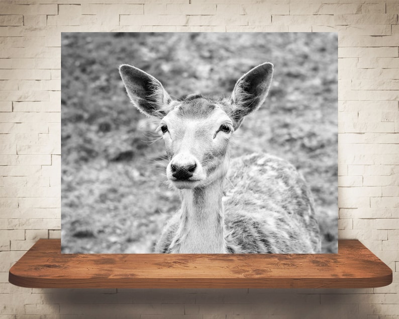 Wall Art Deer Photograph Woodland Animal Pictures Fine Art Print Black White Photo Country Decor Nature Prints