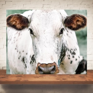 Cow Photograph - Fine Art Print - Color Photography - Farm Wall Art - Wall Decor - Pictures Cows - Farmhouse Decor - Rustic