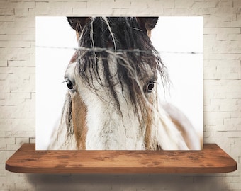 Horse Photograph - Fine Art Print - Color Photography - Equine Wall Art - Wall Decor -  Horse Pictures - Farmhouse Decor - Horses