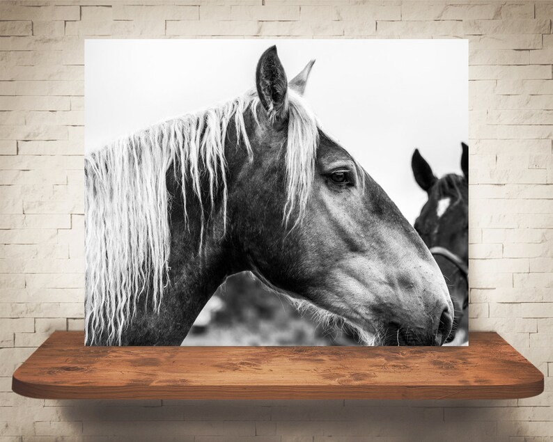 Horse Photograph Fine Art Print Black White Photography Equine Wall Art Wall Decor Pictures Horses Farmhouse Decor Modern image 1