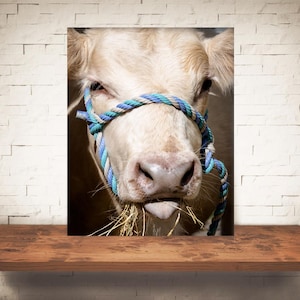 Cow Photograph - Fine Art Print - Color B&W Photography - Farm Wall Art - Wall Decor - Pictures Cows - Farmhouse Decor - Rustic - Silly