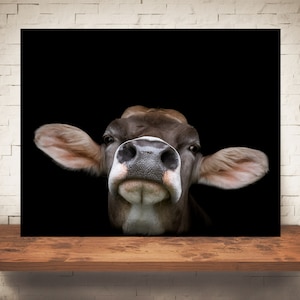 Brown Swiss Cow Photograph - Fine Art Print - Color Photography - Wall Art - Wall Decor -  Farm Pictures - Farmhouse Decor - Cows - Country