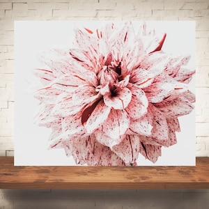 Dahlia Flower Photograph - Fine Art Print - Color Photography - Pink Wall Art - Wall Decor - Pictures Flowers - Farmhouse Decor - Country