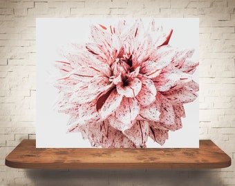 Fotografía de flor de dalia - Impresión de bellas artes - Fotografía en color - Arte de pared rosa - Decoración de pared - Flores de cuadros - Decoración de granja - País