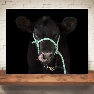 Cow Photograph - Fine Art Print - Color Photography - Wall Art Decor - Farm Pictures - Farmhouse Decor - Cows - Country