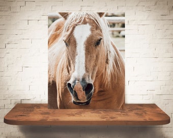 Horse Photograph - Fine Art Print - Color Photography - Equine Wall Art - Wall Decor -  Horse Pictures - Farmhouse Decor - Horses