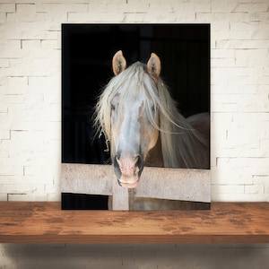 Puede incluir: Un caballo blanco con una melena y cola rubias mira desde un establo con una valla de madera. El caballo tiene la nariz rosa y mira directamente a la c&aacute;mara.