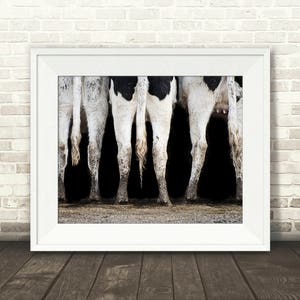 May include: A framed print featuring a photograph of the rear ends of several cows. The cows have black and white markings, with their legs and tails visible. The image is set against a dark background, with the cows standing on a concrete surface.