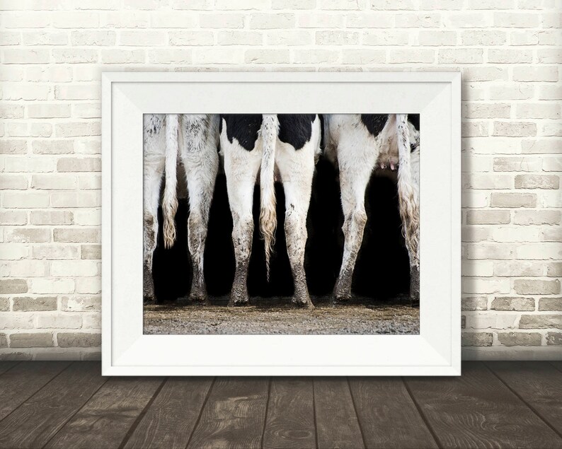 May include: A framed print featuring a photograph of the rear ends of several cows. The cows have black and white markings, with their legs and tails visible. The image is set against a dark background, with the cows standing on a concrete surface.
