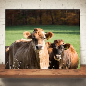 Jersey Cow Photograph - Fine Art Print - Color Photography - Wall Art - Wall Decor -  Farm Pictures - Farmhouse Decor - Cows