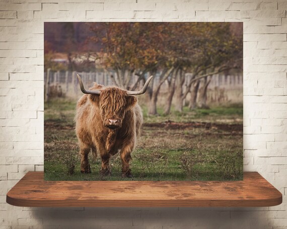 Scottish Highland Cattle Photograph - Fine Art Print - Color Photography - Wall Art Decor - Farmhouse Decor - Cow Pictures - Cows - Fall